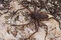 Hemicloea_ZZ420_D5787_Z_88_Mount Cooke_Australie